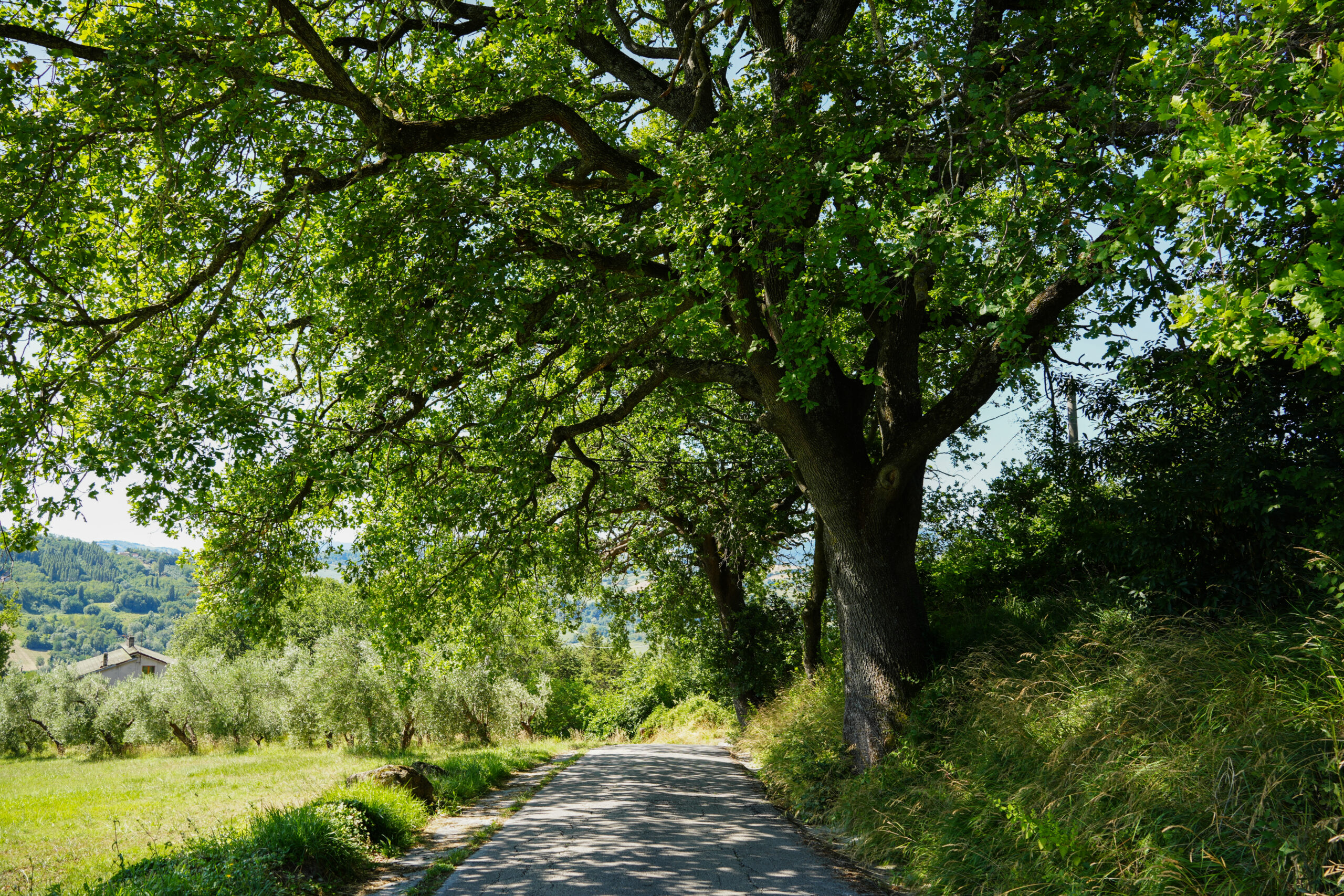 Itinerario naturalistico Contrada San Giovanni